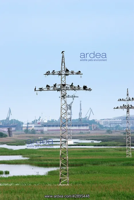 : Cormorants - nesting on telegraph poles / pylons : Cormorants - nesting on telegraph poles / pylons