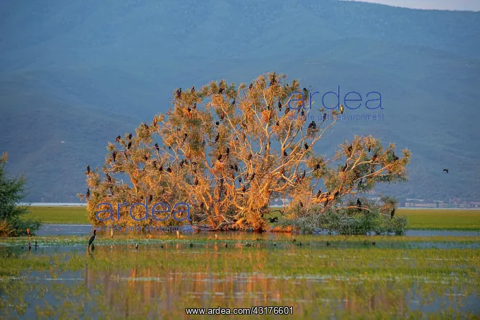 : Cormorants (Phalacrocoracidae) sitting in a tree : Cormorants (Phalacrocoracidae) sitting in a tree