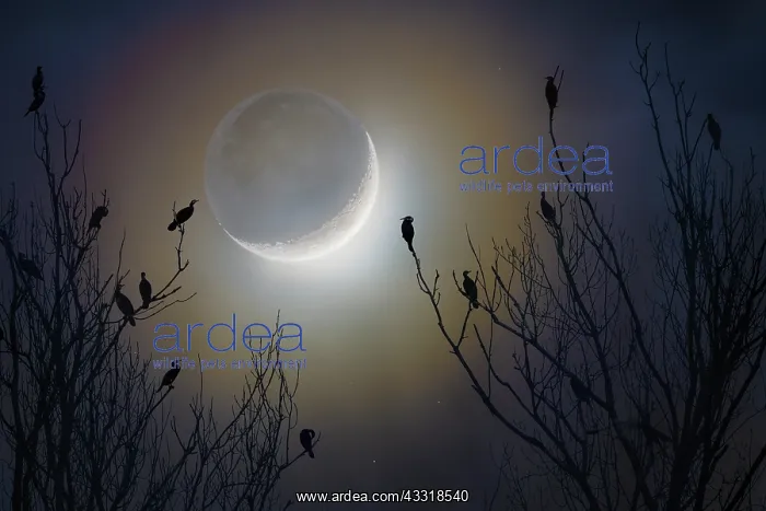 : Cormorants (Phalacrocorax sp) in the moonlight : Cormorants (Phalacrocorax sp) in the moonlight