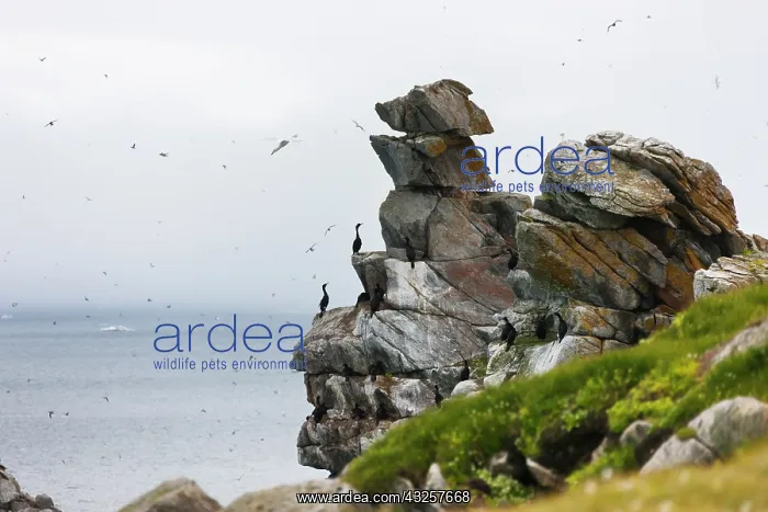 : Cormorants and seagulls on rock pile, Kolyuchin : Cormorants and seagulls on rock pile, Kolyuchin