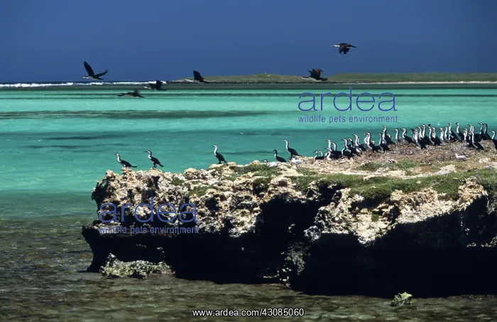  : Cormorants & Silver Gulls, Australia
