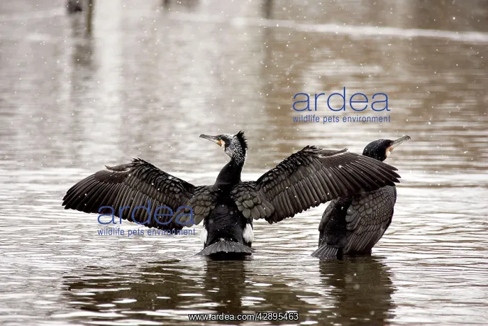 : Cormorants - in spring : Cormorants - in spring