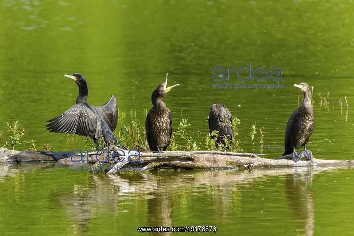 : Three cormorants stretching their wings on a tree trunk over calm water : Three cormorants stretching their wings on a tree trunk over calm water