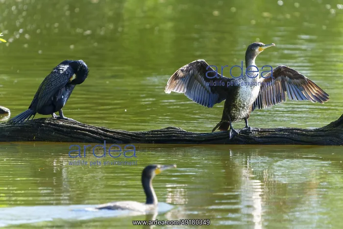 : Two cormorants on a tree trunk by the water : Two cormorants on a tree trunk by the water