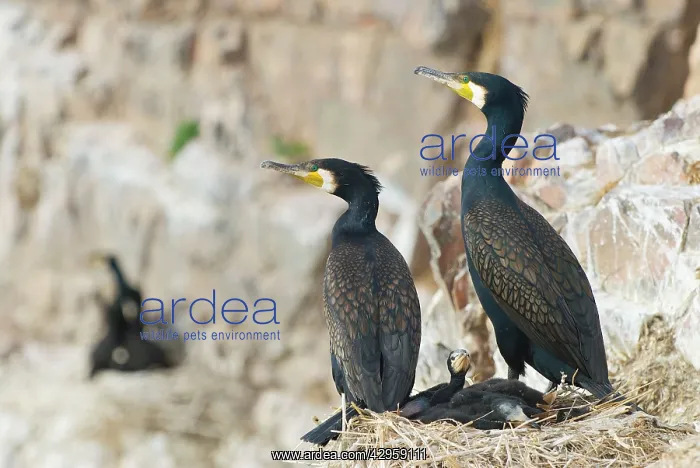 : Cormorants - With young : Cormorants - With young