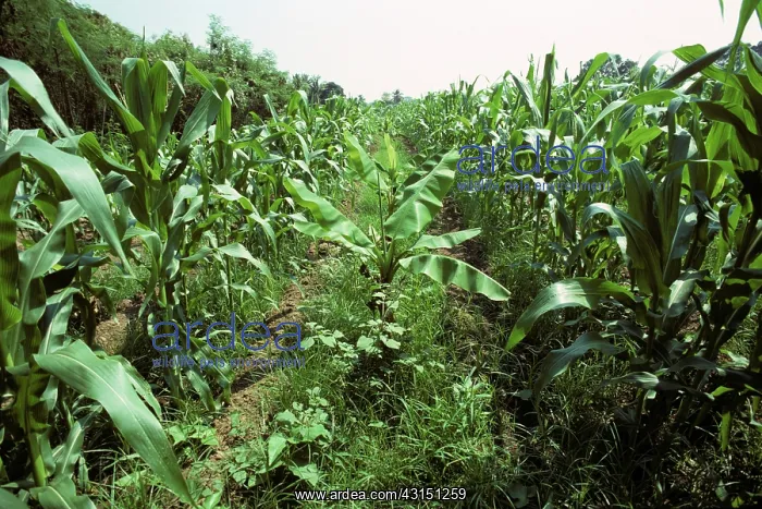 : Corn and Banana Intercropping : Corn and Banana Intercropping