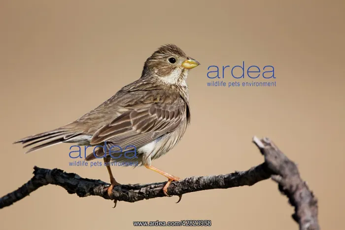 : Corn Bunting : Corn Bunting