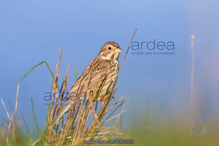 : Corn Bunting : Corn Bunting