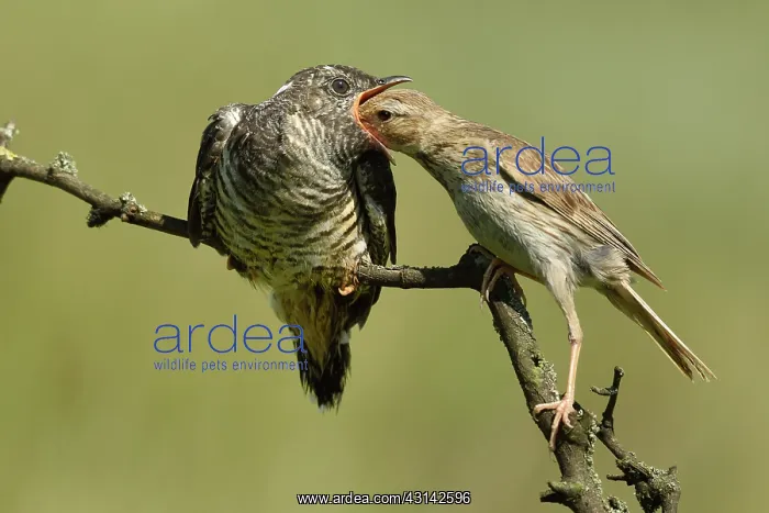 : Corn Bunting : Corn Bunting