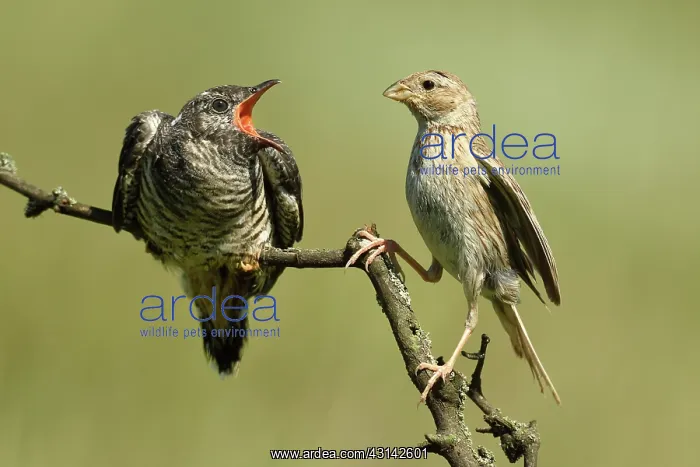 : Corn Bunting : Corn Bunting