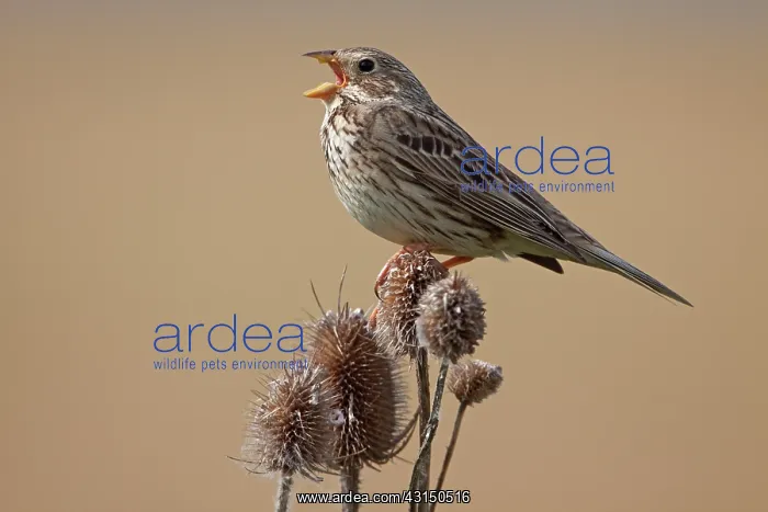 : Corn Bunting : Corn Bunting