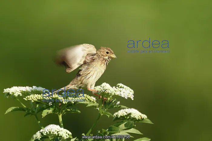 : Corn Bunting : Corn Bunting