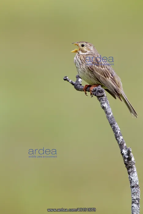 : Corn Bunting : Corn Bunting