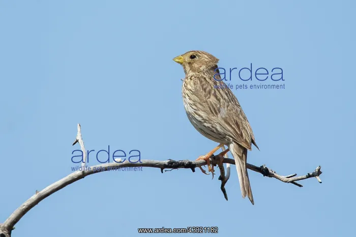 : Corn Bunting : Corn Bunting