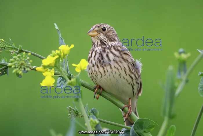 : Corn Bunting : Corn Bunting