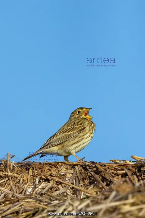 : Corn Bunting : Corn Bunting
