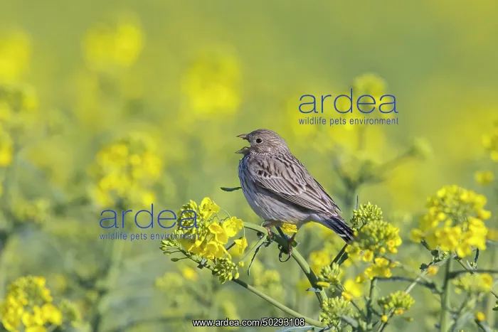 : Corn Bunting : Corn Bunting