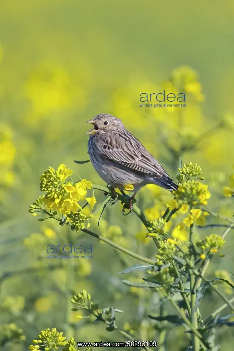 : Corn Bunting : Corn Bunting
