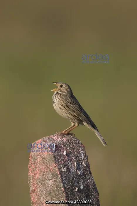: Corn Bunting - adult bunting - Germany : Corn Bunting - adult bunting - Germany