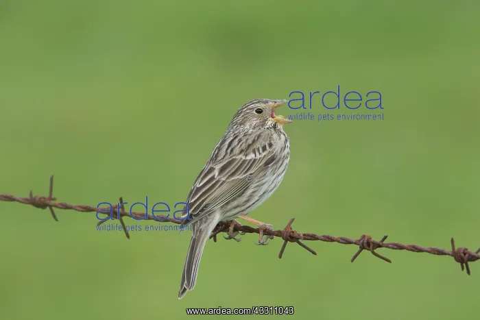 : Corn Bunting - adult bunting - Germany : Corn Bunting - adult bunting - Germany