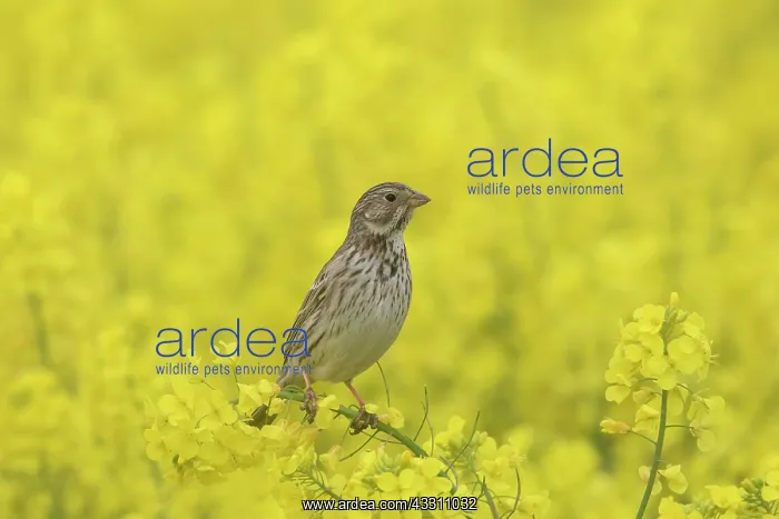 : Corn Bunting - adult bunting in rape field - Germany : Corn Bunting - adult bunting in rape field - Germany