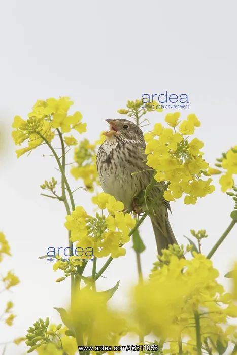 : Corn Bunting - adult bunting in rape field - Germany : Corn Bunting - adult bunting in rape field - Germany