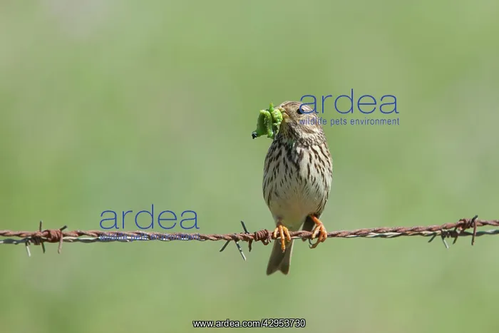 : Corn Bunting - adult perching on barbed wire fence : Corn Bunting - adult perching on barbed wire fence