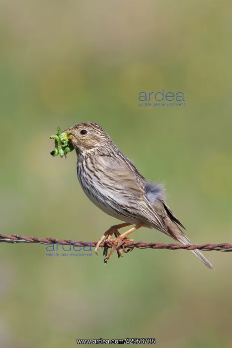 : Corn Bunting - adult perching on barbed wire fence : Corn Bunting - adult perching on barbed wire fence