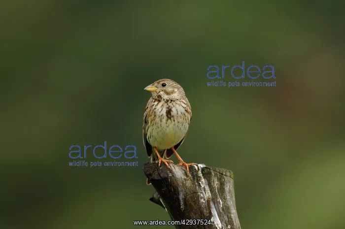 : Corn Bunting - April : Corn Bunting - April