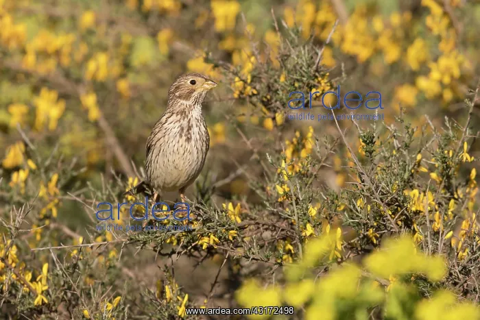 : Corn bunting ( Emberiza calandra) bunting perched : Corn bunting ( Emberiza calandra) bunting perched