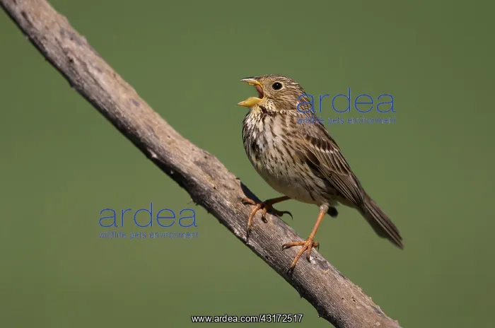 : Corn bunting ( Emberiza calandra) perched on a branch : Corn bunting ( Emberiza calandra) perched on a branch