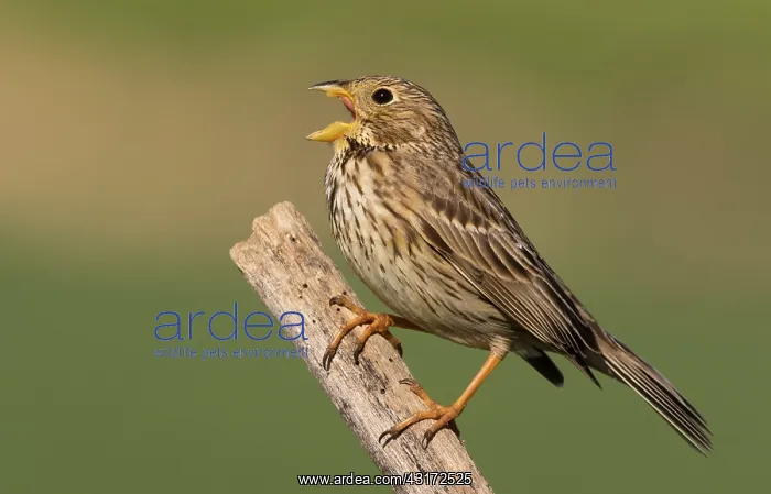 : Corn bunting ( Emberiza calandra) perched on a branch : Corn bunting ( Emberiza calandra) perched on a branch