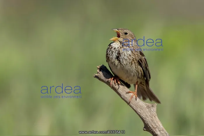 : Corn Bunting (Emberiza calandra), singing on branch : Corn Bunting (Emberiza calandra), singing on branch
