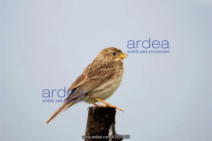 : Corn Bunting - February : Corn Bunting - February