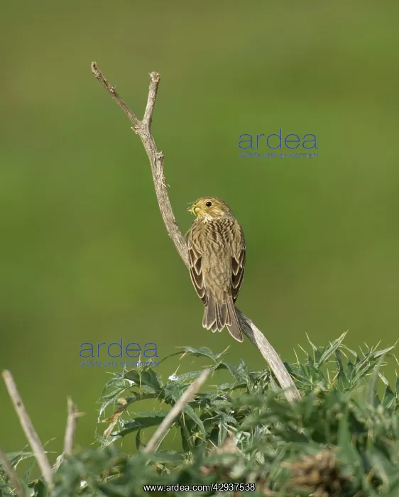 : Corn Bunting - February : Corn Bunting - February