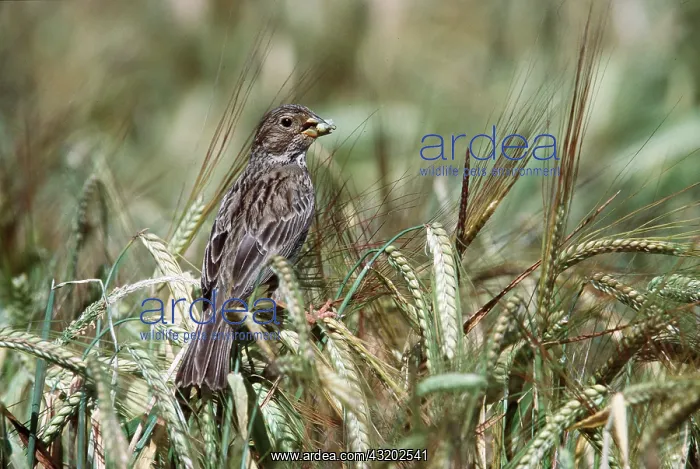: CORN BUNTING - IN FIELD : CORN BUNTING - IN FIELD