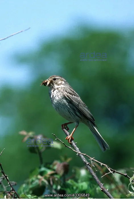 : CORN BUNTING - INSECT IN BEAK : CORN BUNTING - INSECT IN BEAK