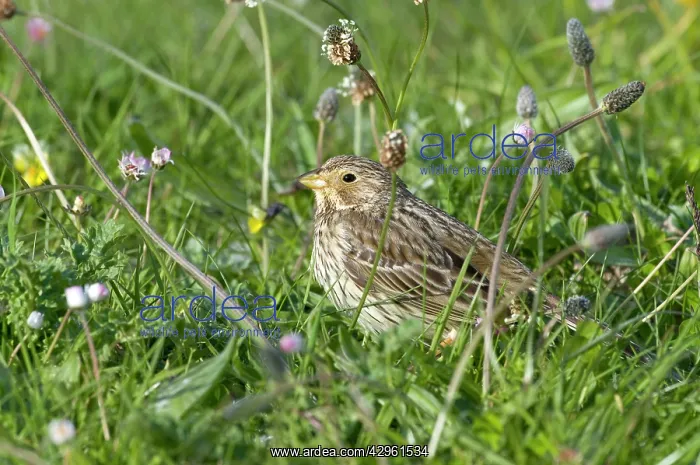 : Corn Bunting - on machair : Corn Bunting - on machair