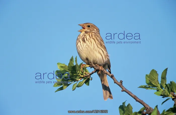 : Corn BUNTING - male singing in spring : Corn BUNTING - male singing in spring