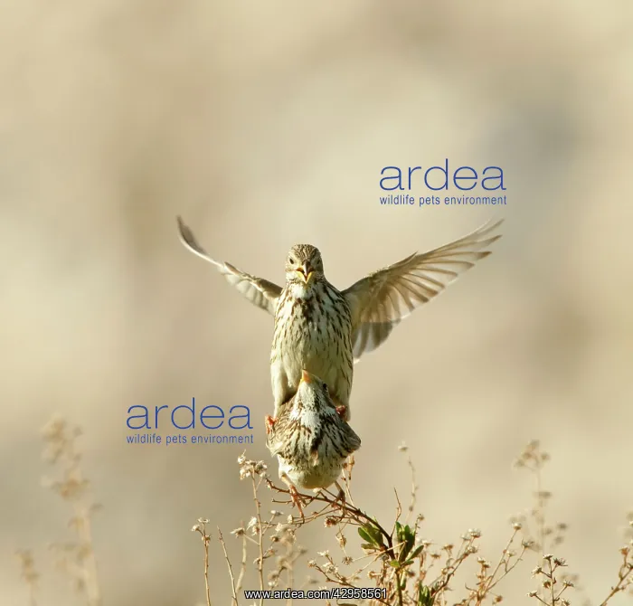 : Corn Bunting - mating : Corn Bunting - mating