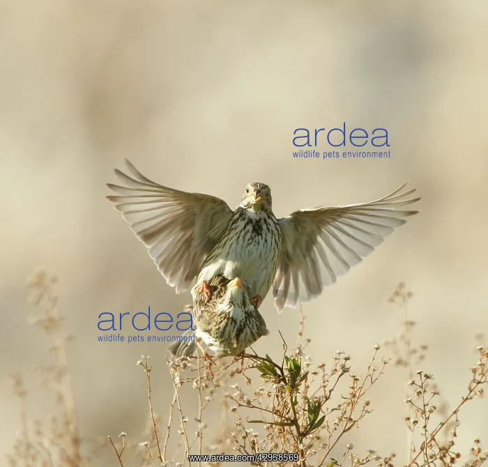 : Corn Bunting - mating : Corn Bunting - mating
