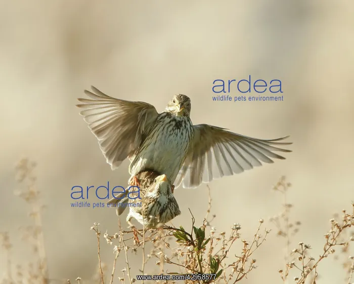 : Corn Bunting - mating : Corn Bunting - mating