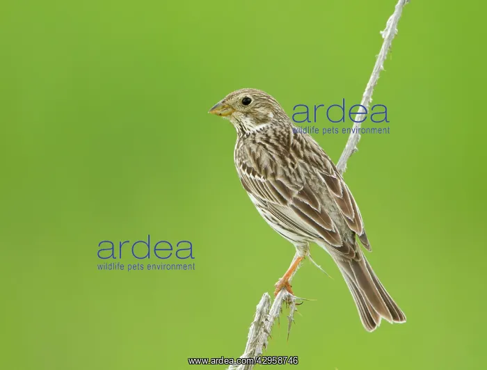 : Corn Bunting - perched : Corn Bunting - perched