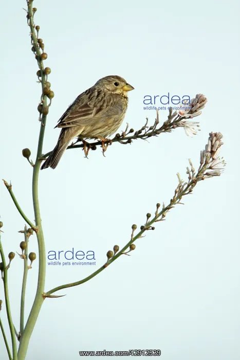  : Corn Bunting - perched on Asphodel plant (Asphodelus albus)
