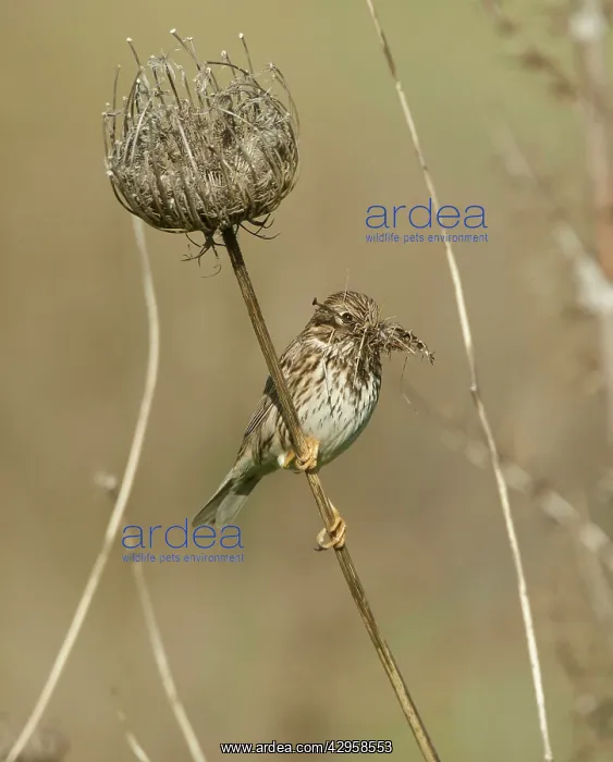 : Corn Bunting - perched with beak full of nesting material : Corn Bunting - perched with beak full of nesting material