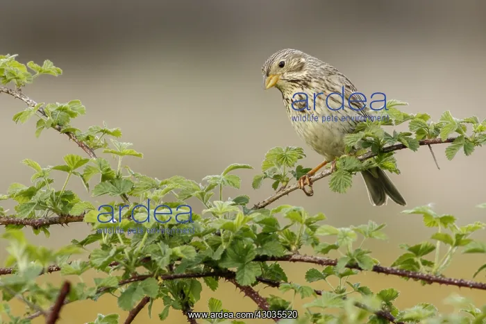 : Corn Bunting - perched on a branch - Galicia, Spain : Corn Bunting - perched on a branch - Galicia, Spain