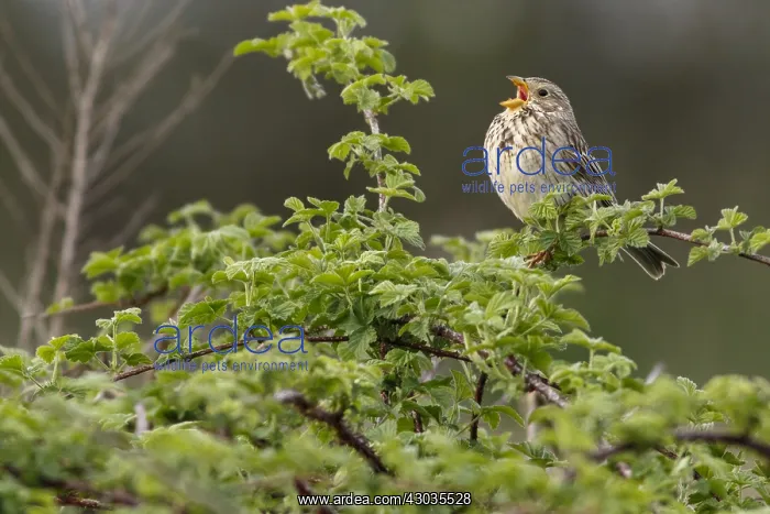 : Corn Bunting - perched on a branch - Galicia, Spain : Corn Bunting - perched on a branch - Galicia, Spain