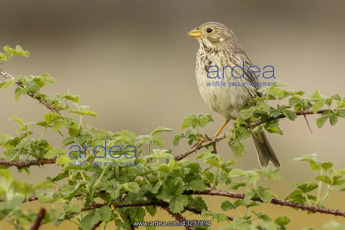 : Corn Bunting - perched on a branch - Galicia, Spain : Corn Bunting - perched on a branch - Galicia, Spain