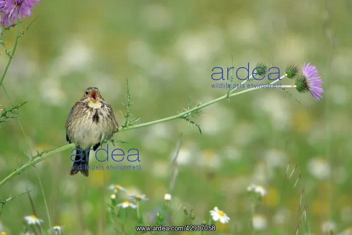 : Corn Bunting - perched on thistle, singing : Corn Bunting - perched on thistle, singing