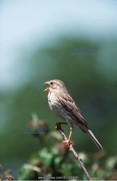 : CORN BUNTING - singing : CORN BUNTING - singing